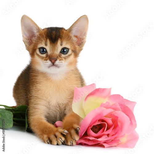 Valentine theme kitten with pink rose © nelik