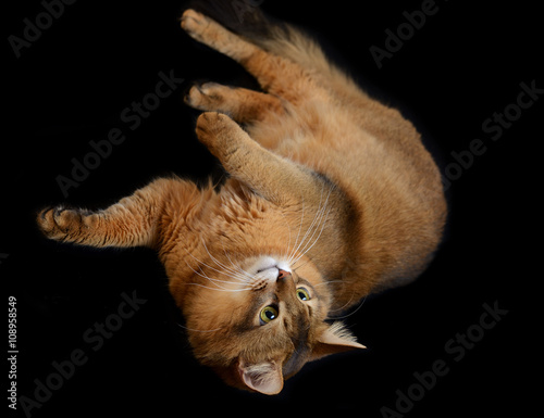 Fototapeta Naklejka Na Ścianę i Meble -  Somali cat ruddy color on black background
