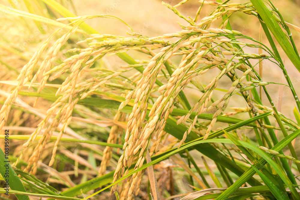 Close up of Yellow paddy rice plant. spike rice field Stock Photo ...