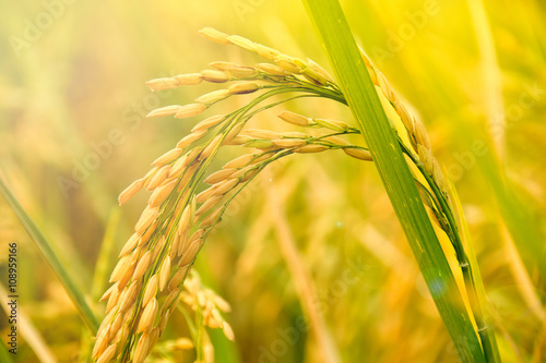 Fotografie, Obraz Close up of Yellow paddy rice plant. spike rice field