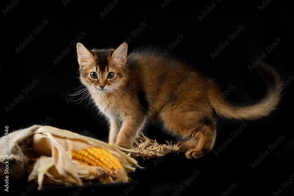 Cute somali kitten on the black background playing with corn