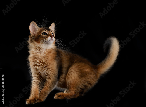 Cute somali kitten on the black background