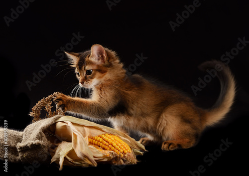 Fototapeta Naklejka Na Ścianę i Meble -  Cute somali kitten on the black background playing with corn