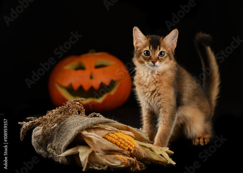 Scary halloween pumpkin jack-o-lantern and somali kitten on black background