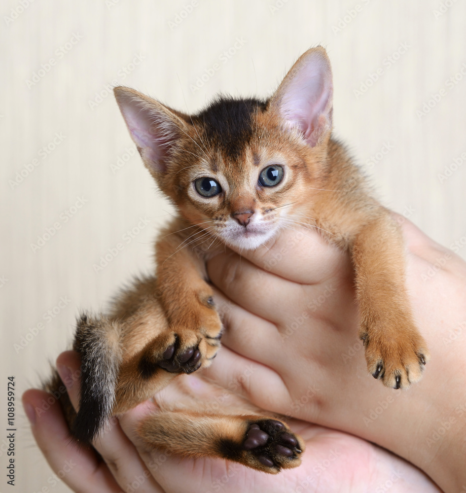 Portrait of a cute kitten in female hands