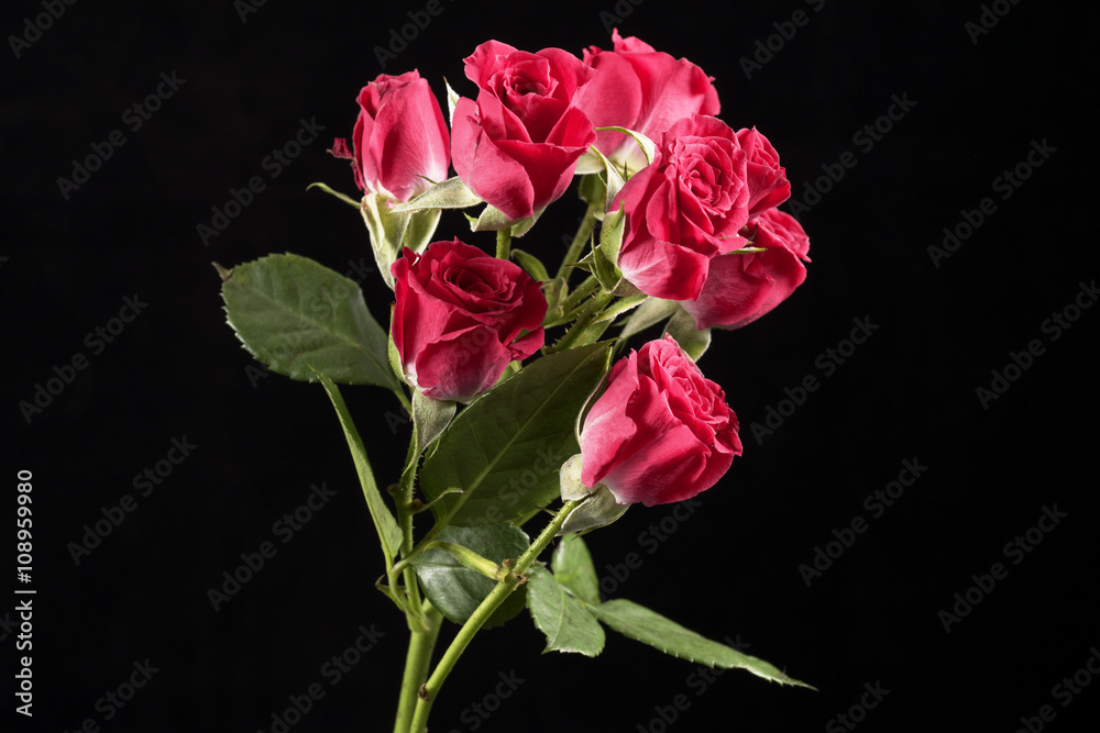 Small roses close up