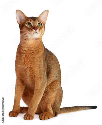 Abyssinian cat isolated on white background
