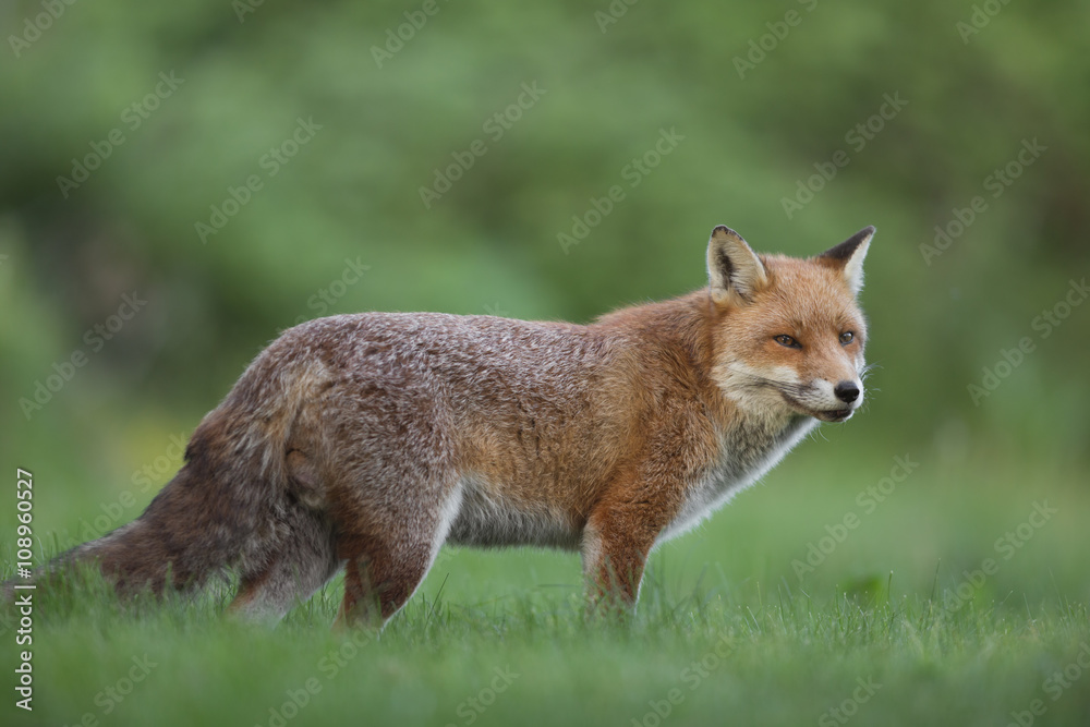 Red Fox (Vulpes vulpes) standing in the grass in the countryside