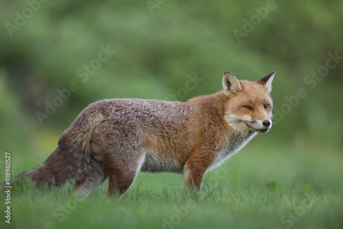 Red Fox (Vulpes vulpes) standing in the grass in the countryside © sueberry1
