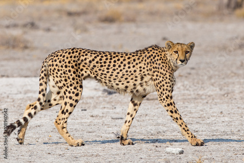 Cheetah (Acinonyx jubatus) walking across the Etosha Pan, Namibia
