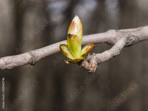 Horse-chestnut, aesculus hippocastanum, bud on branch with bokeh background macro, selective focus, shallow DOF