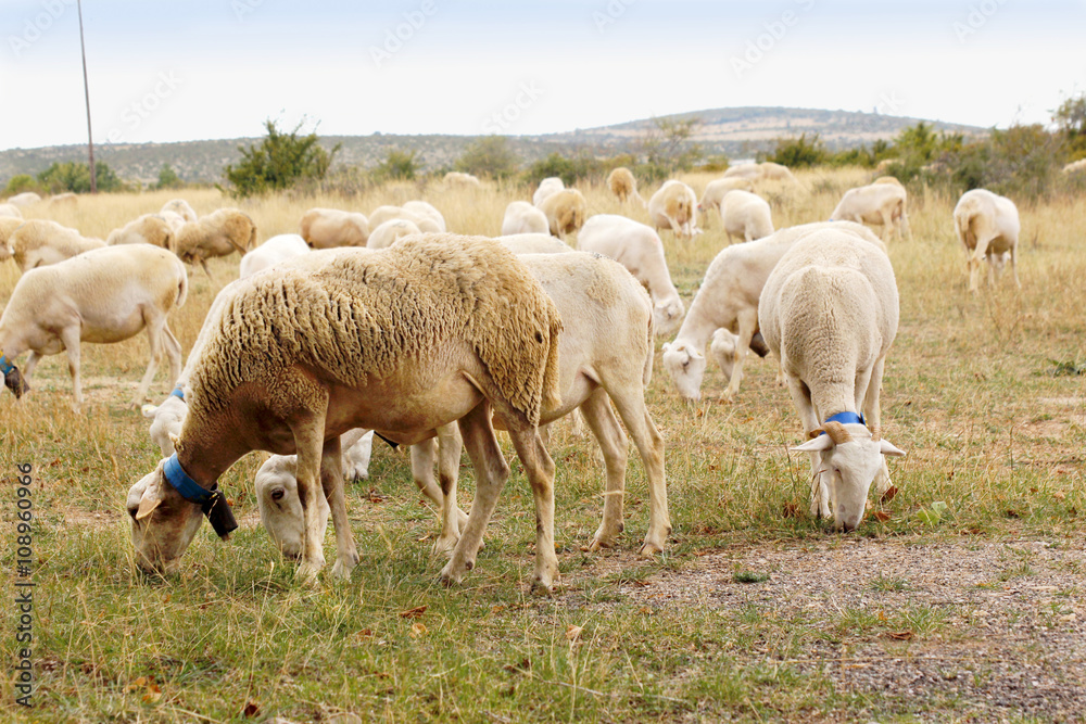 Flock of sheep Flock of sheep