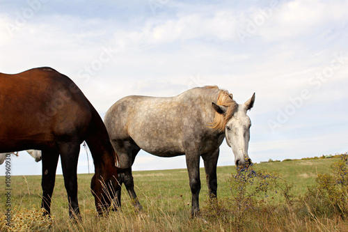 Horses on pasture