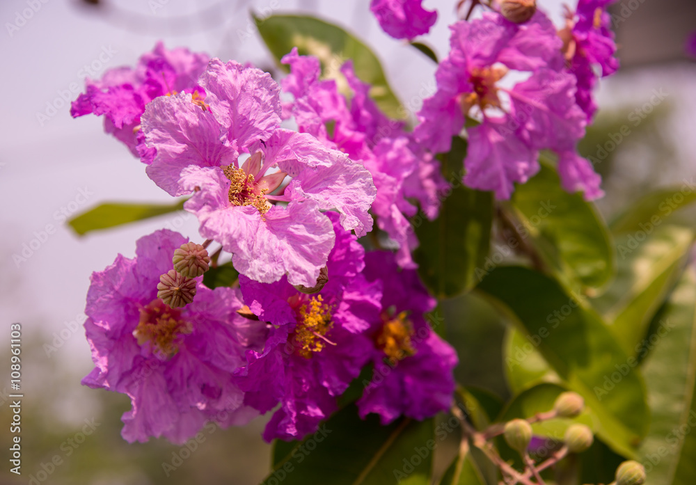 Obraz premium puple flowers blooming .