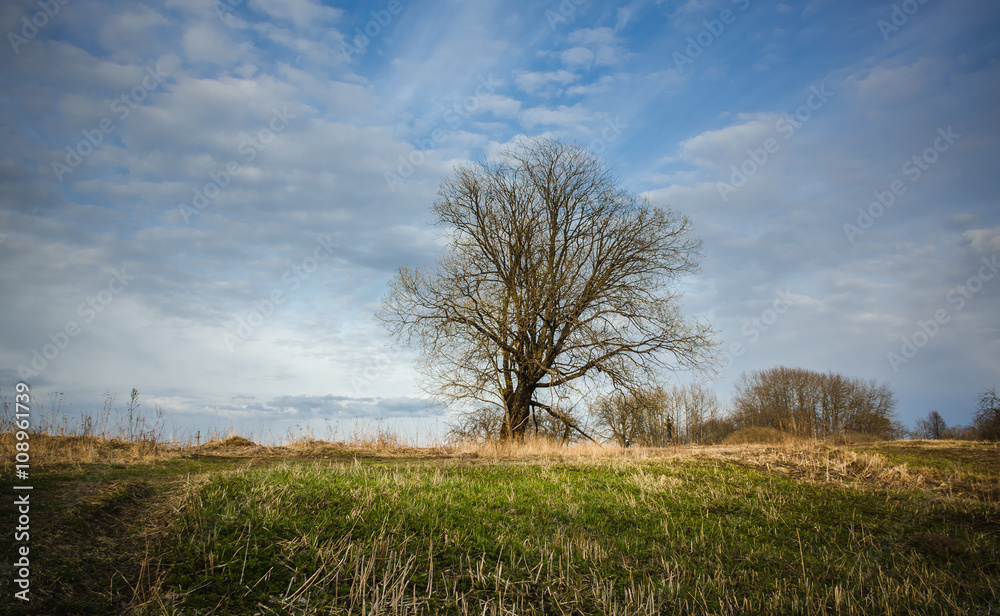 lonely tree in the field lonely tree in the field