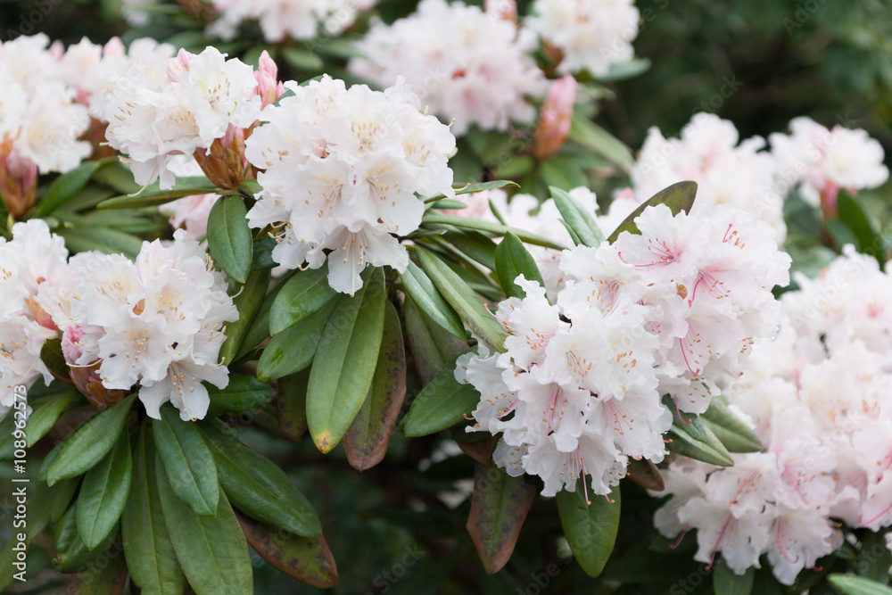 rhododendron rhododendron