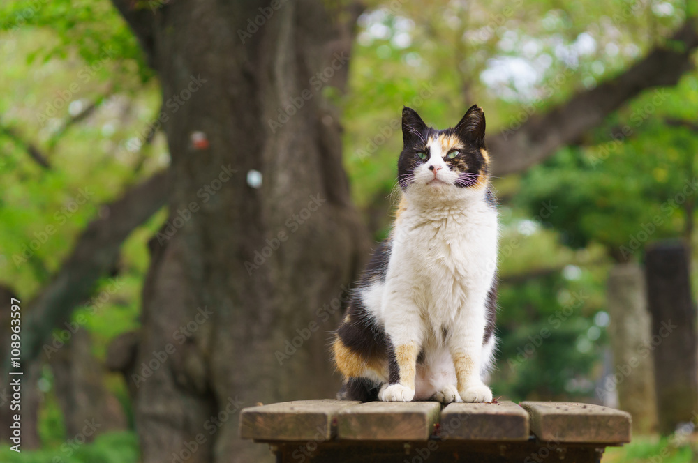 猫 猫