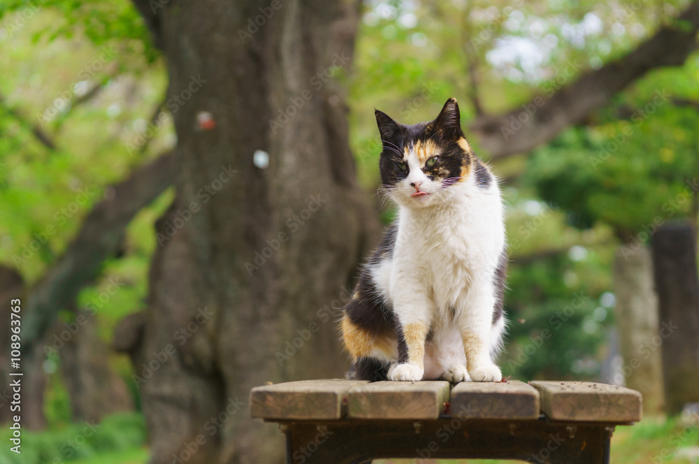 Fototapeta premium 猫