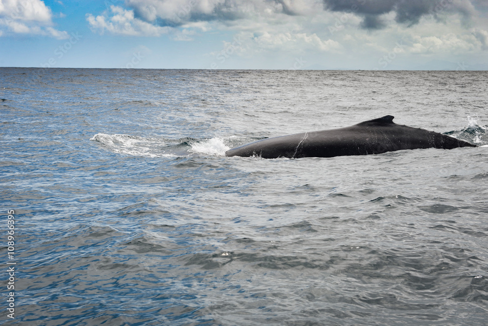 Fototapeta premium Whale watching