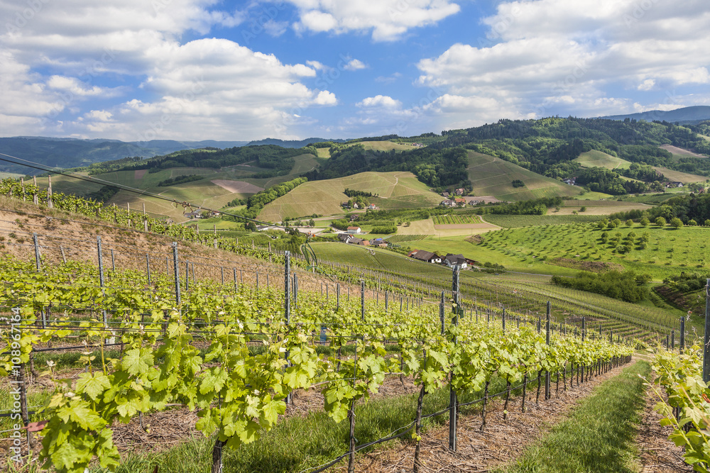 Vineyards near Oberkirch, Ortenau, Germany