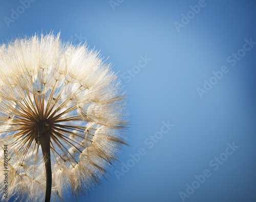 big dandelion on a blue background