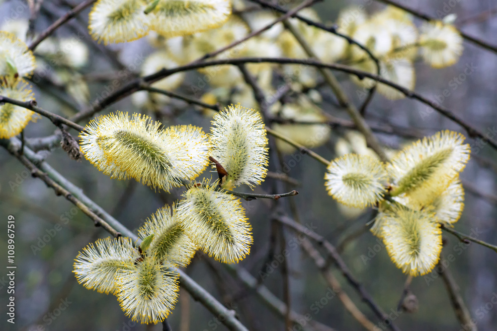 Blossoming willow in the spring forest Blossoming willow in the spring forest