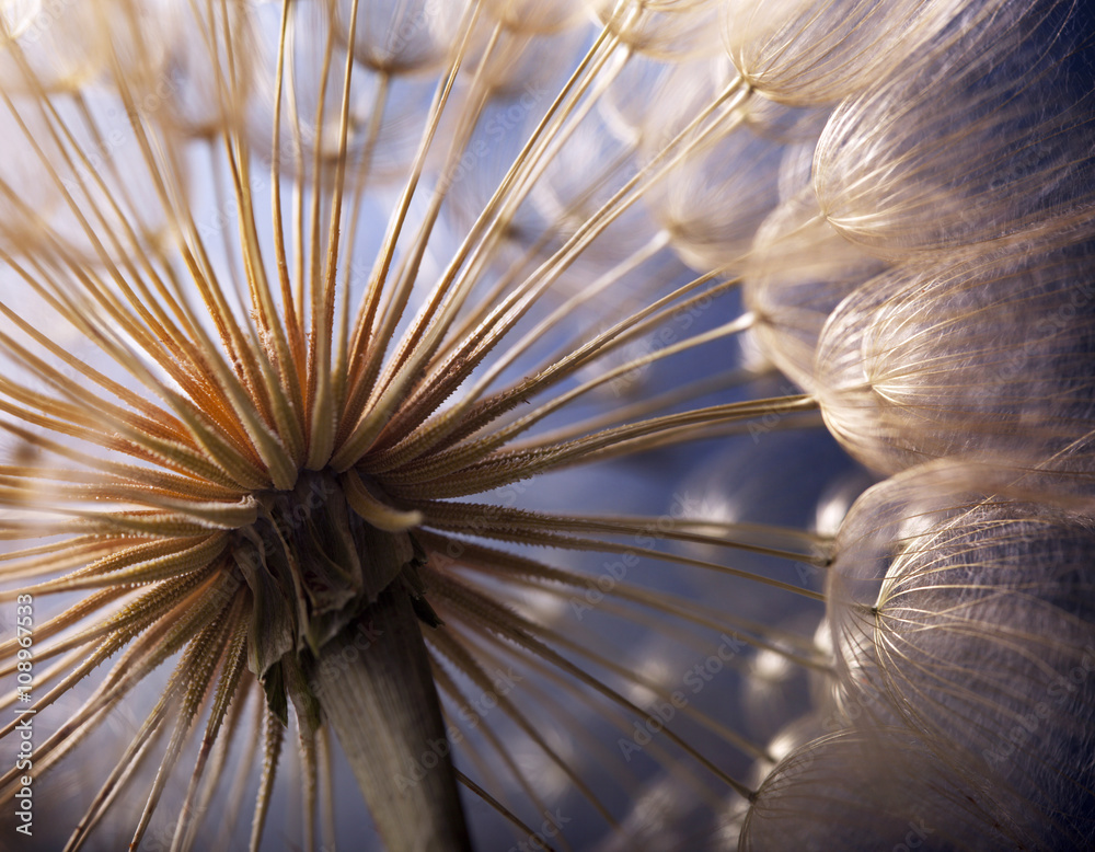 Obraz premium big dandelion on a blue background