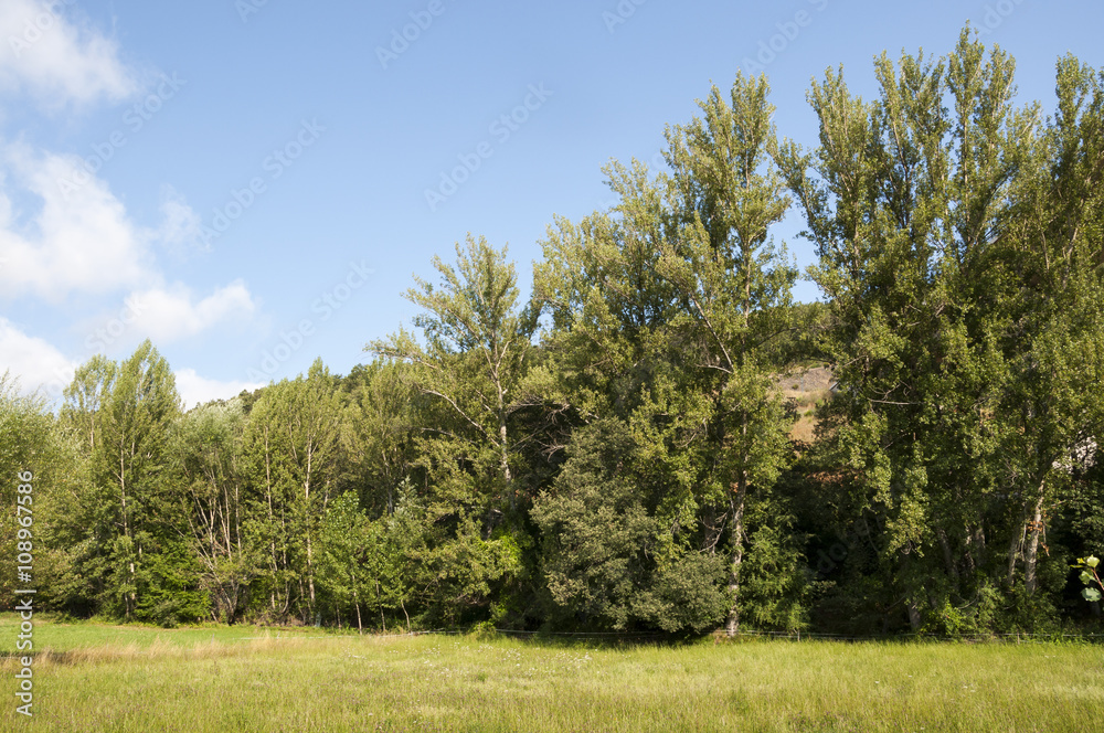Hay meadows and poplar groves. Photo taken in La Pola de Gordon, Leon Province, Spain Hay meadows and poplar groves. Photo taken in La Pola de Gordon, Leon Province, Spain