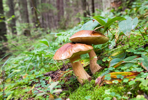 Forest edible mushrooms in the green grass