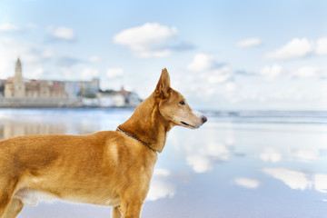 Spain, Gijon, dog standing on the beach watching something