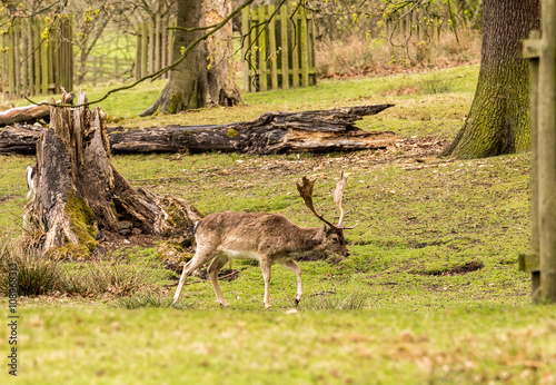 Wild fallow deer at Dunham Massey, Altrincham, UK © Sue Burton