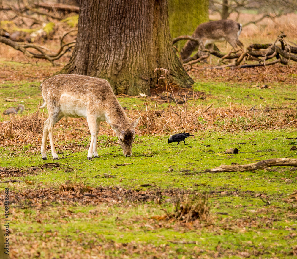 Wild fallow deer at Dunham Massey, Altrincham, UK Wild fallow deer at Dunham Massey, Altrincham, UK