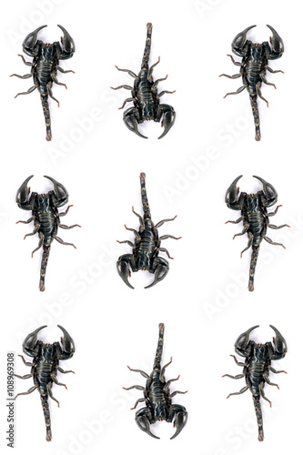 Black Scorpion isolated on white background. © ETAP