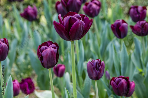 Grown tulip flowers in a garden