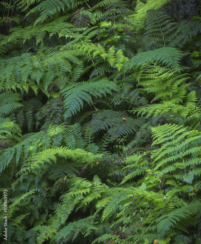 Ferns in the Garajonay National Park on the island of La Gomera, Canary Islands. The National Park is a UNESCO World Heritage Site.