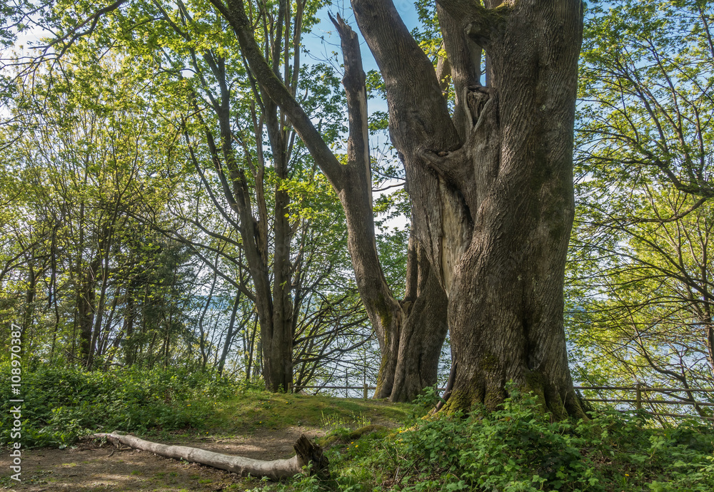 Fototapeta premium Trees At Dash Point