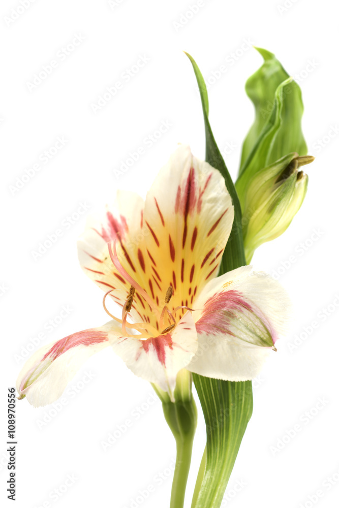 Obraz premium Flower close up