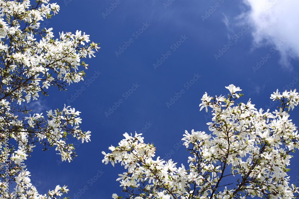 magnolia blossoms against the blue sky/ magnolia blossoms against the blue sky magnolia blossoms against the blue sky/ magnolia blossoms against the blue sky