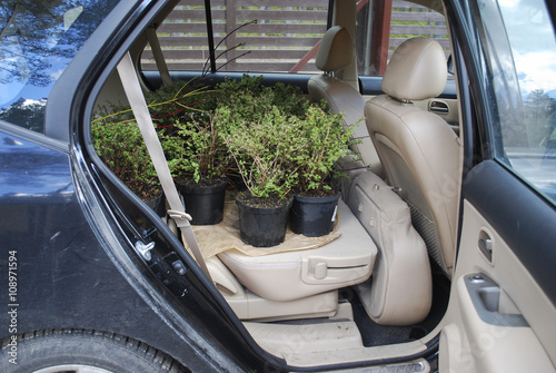 The car is loaded with potted plants. Prepare for landing. Work in the garden.