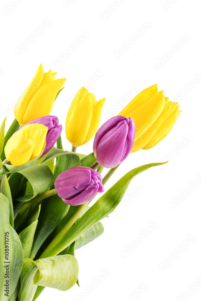 Bouquet of yellow and purple tulips Bouquet of yellow and purple tulips