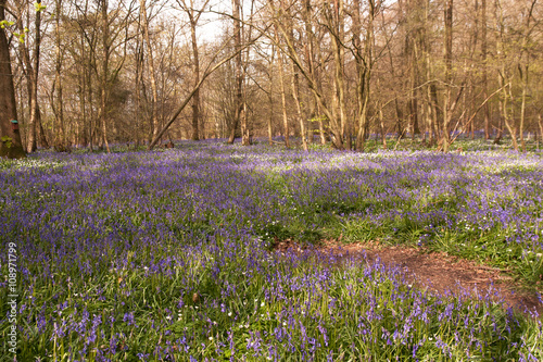 Wallpaper Mural Sea of bluebells in Sussex Wood Torontodigital.ca