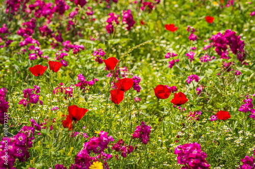 Field of colorful spring flowers in Schinias, Greece photo