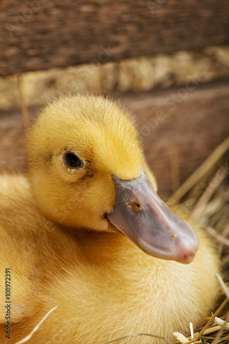 Yellow little fluffy ducks on the hay with wooden crates photo