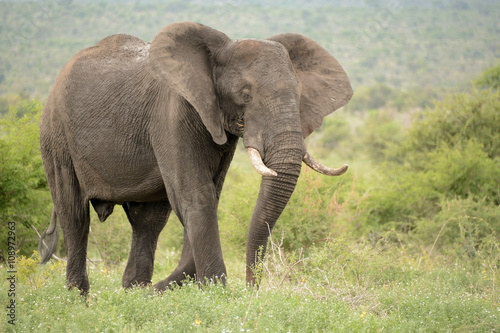 Lone African elephant bull flapping his ears in a display of agression