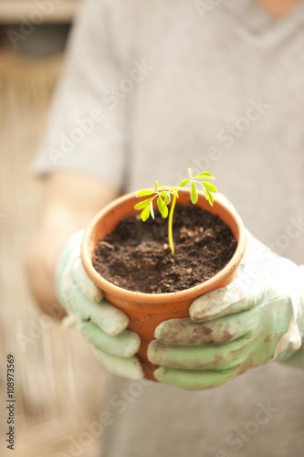 Hand with glove holding flowerpot with Moringa seedling photo