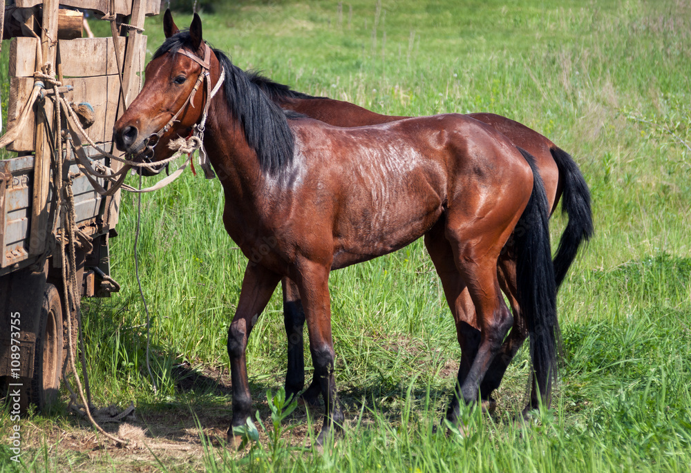 Fototapeta premium two young horses before competitions