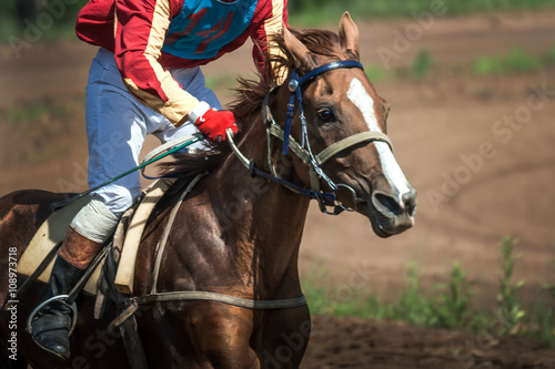 race horse in run