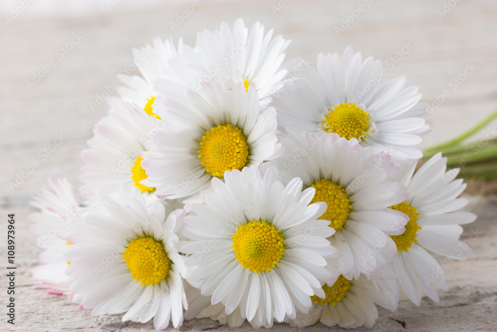 Fototapeta premium Bouquet of daisies on white wooden blurred background