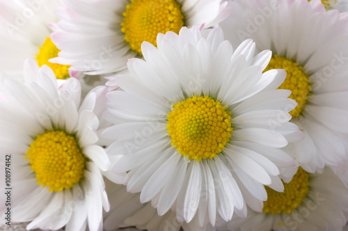 Bouquet of fresh daisies as background