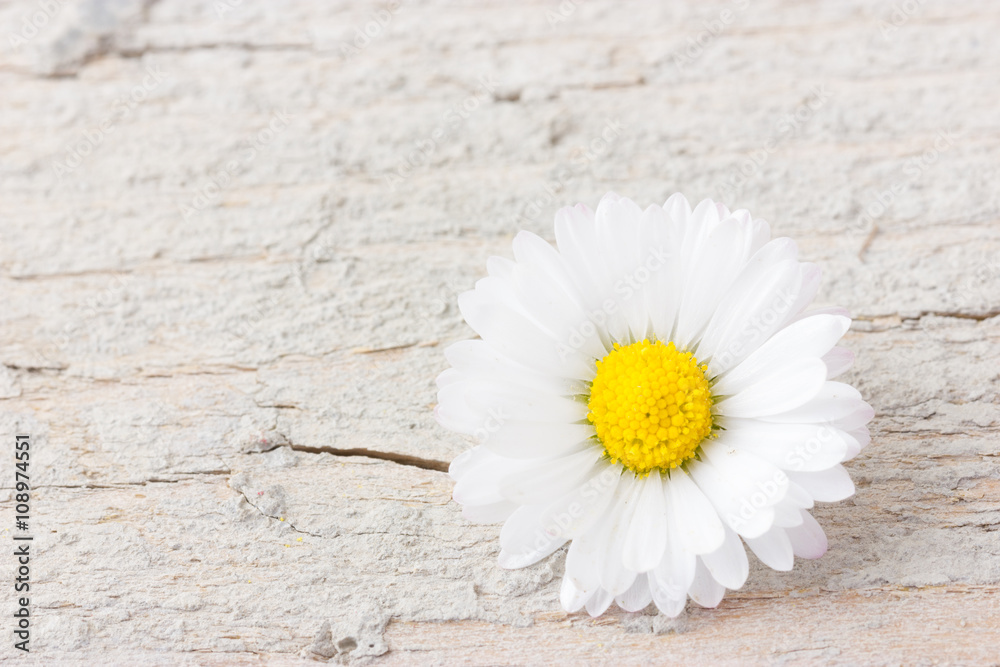 Obraz premium One daisy flower on white wooden background with copy space on t